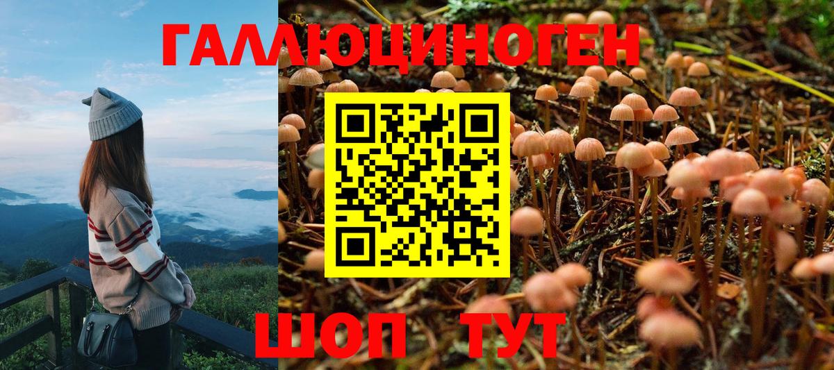 Псилоцибиновые грибы Psilocybine cubensis Якутск
